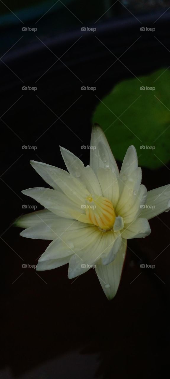 naturelove, beautiful Flowers, yellow with white, drak background