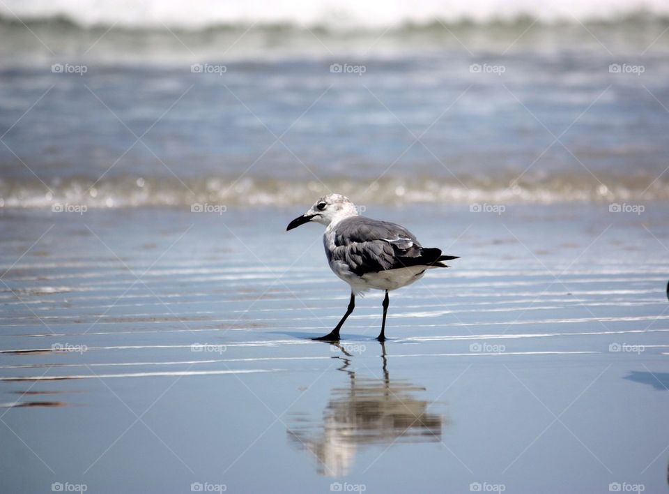 Bird at water's edge