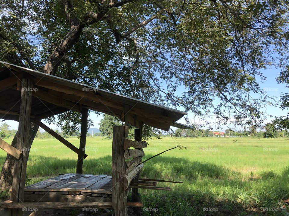 Plants around us,Countryside ( Thailand 🇹🇭