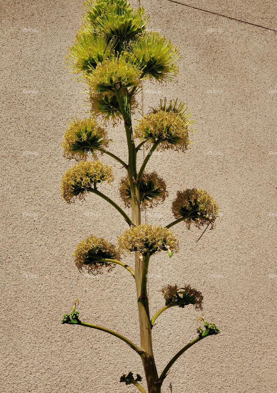 Yucca Plant in Spring