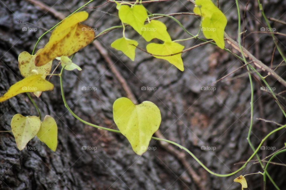 Ivy leaves climbing up a tree trunk.