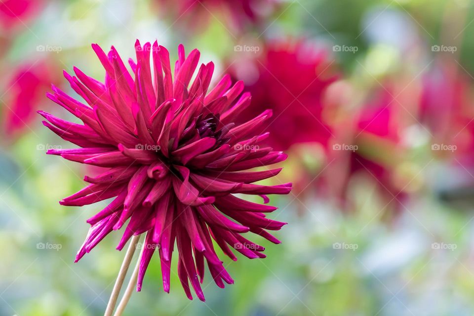 Closeup of beautiful magenta colored blooming dahlia flower in the garden outdoors 