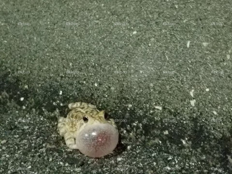 yuck, BFUOo toads need to get outta here