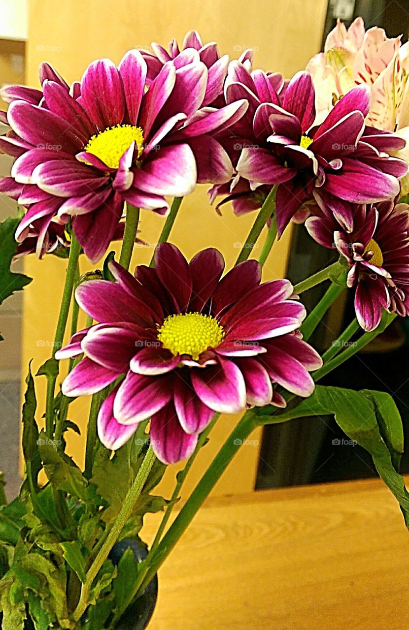 some of my garden's last blooms of summer. Fall is approaching