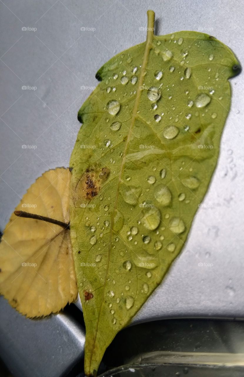 Leaves in the rain