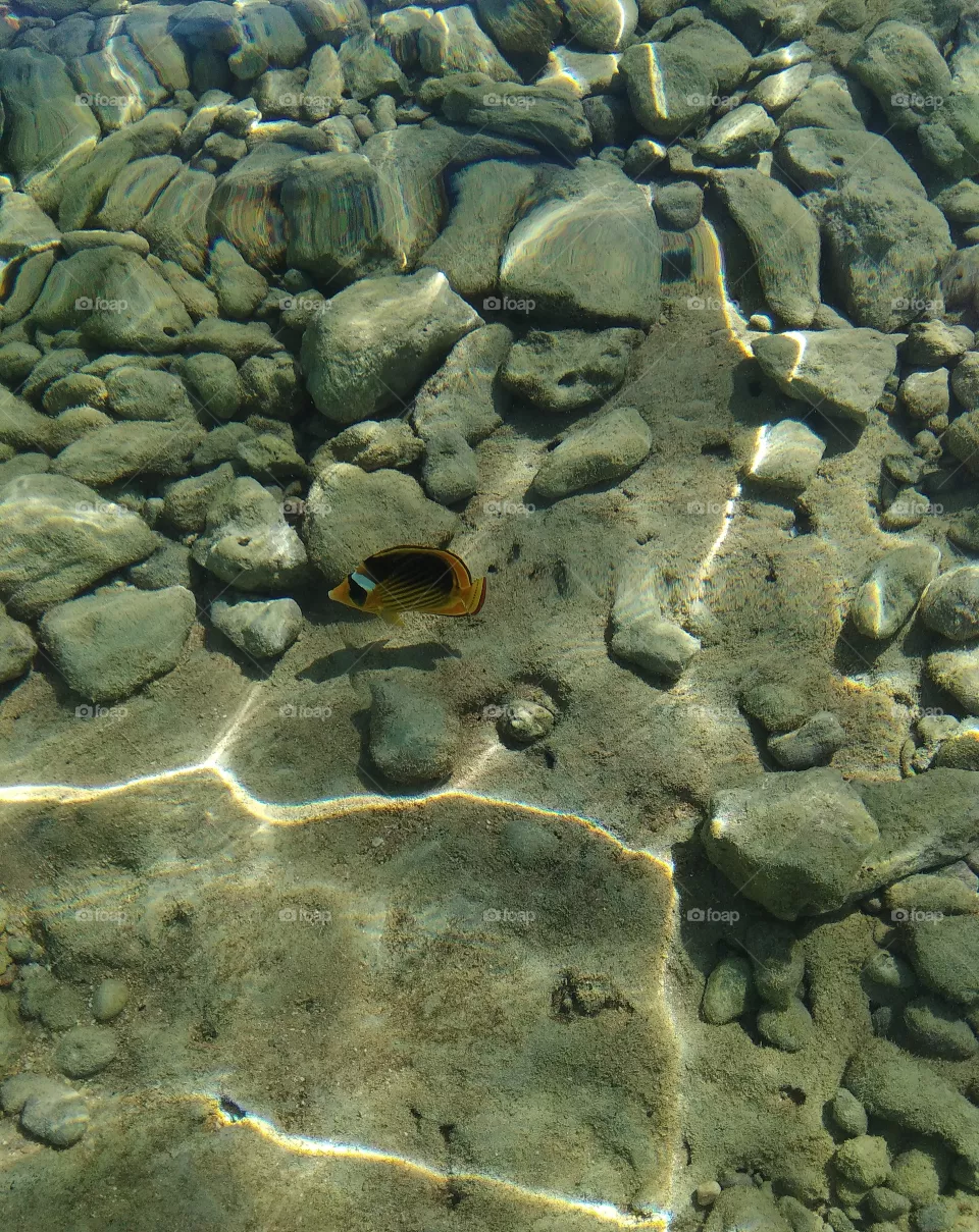 fish