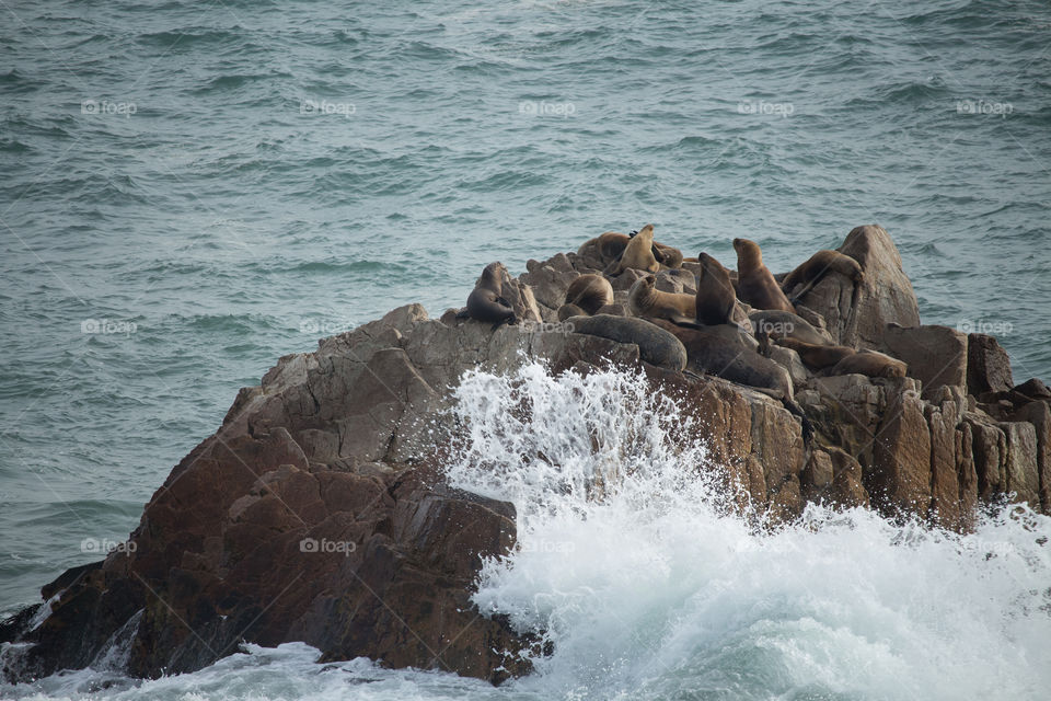 seawolfs under a rock in The sea
