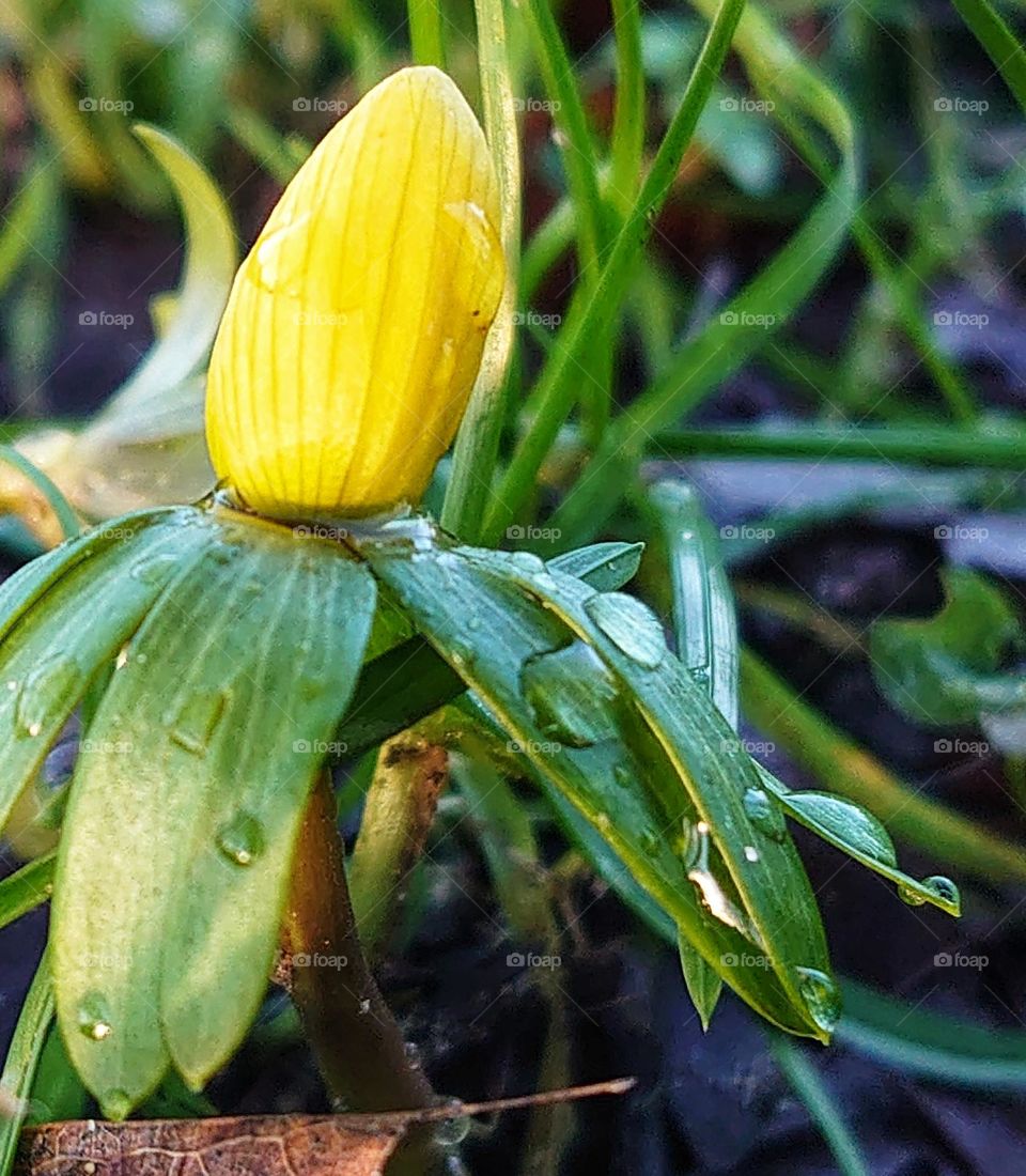 Eranthis hyenalis bloom