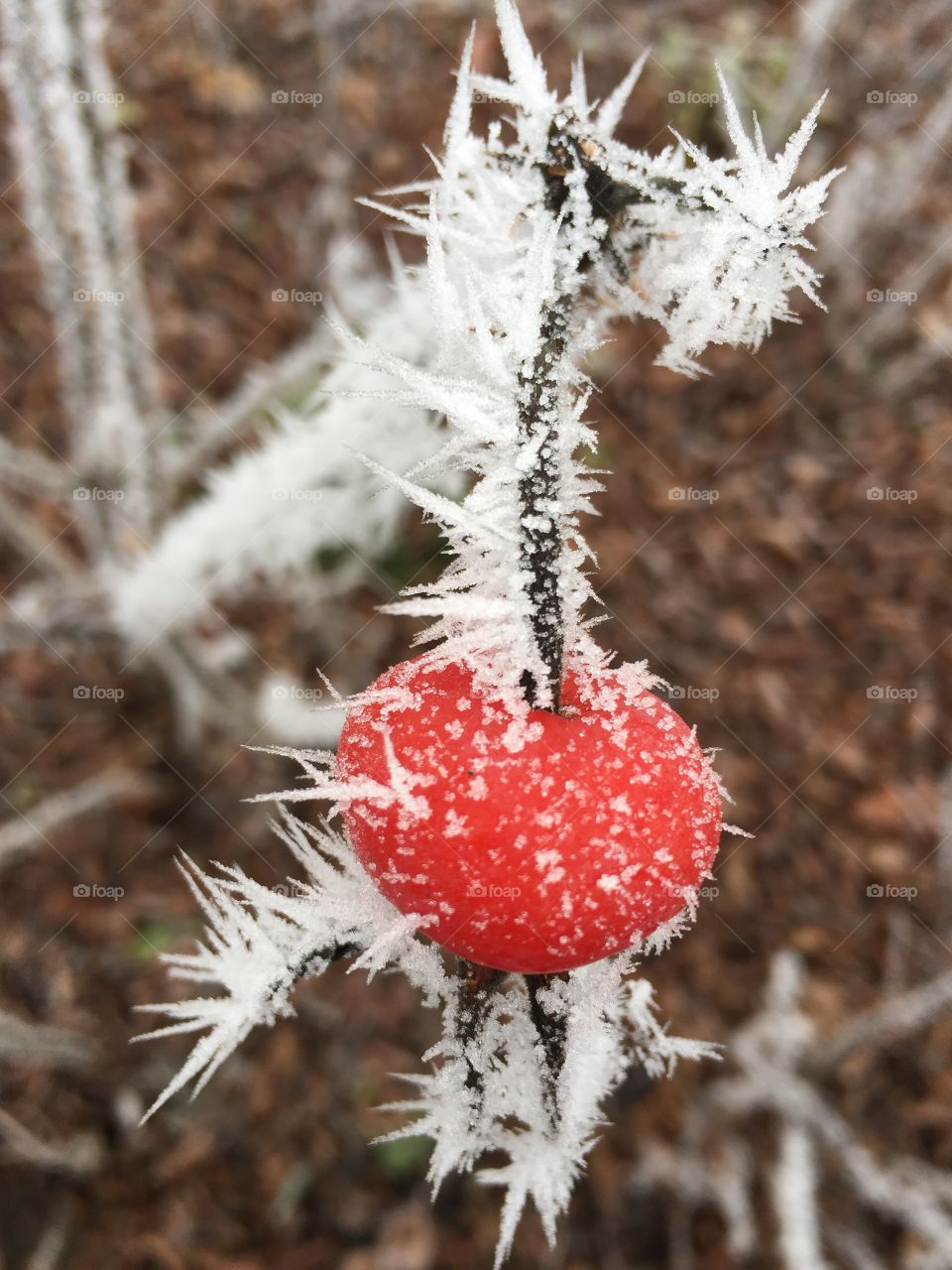 Frozen red rose hip