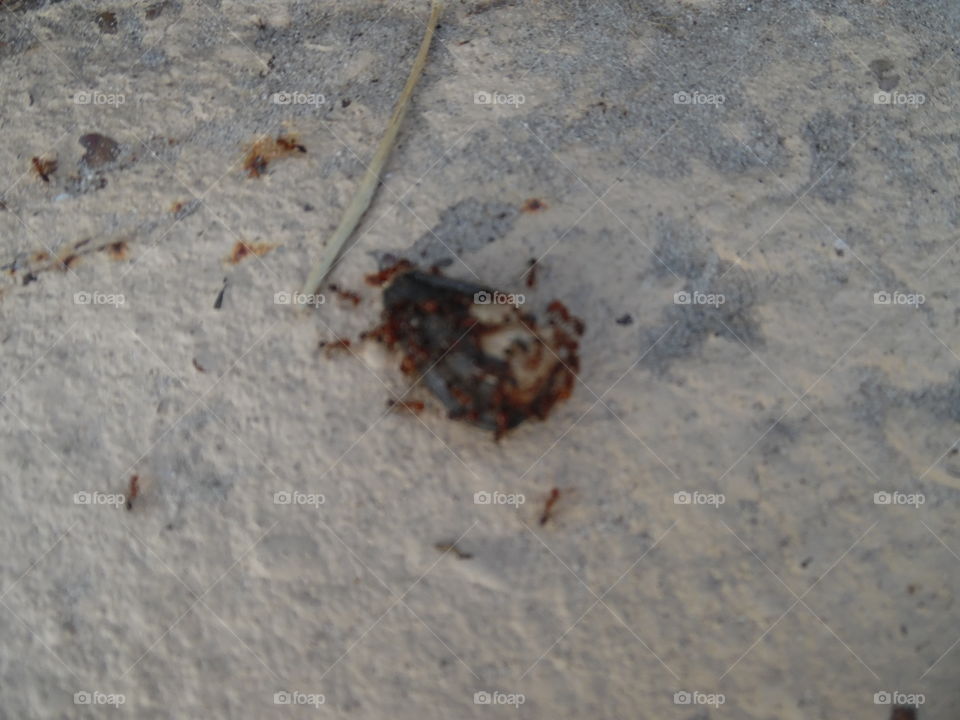 lunch. This is a picture of a dead critter that I saw while on vacation in the Gulf of Mexico. 👣 🚶 🏃 🔥 💨