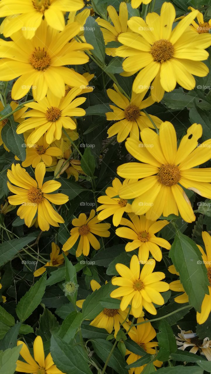 Yelow flowers