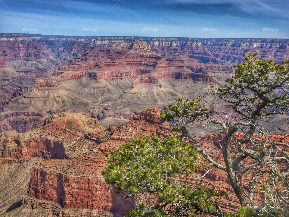 View of trees and mountains in grand canyon