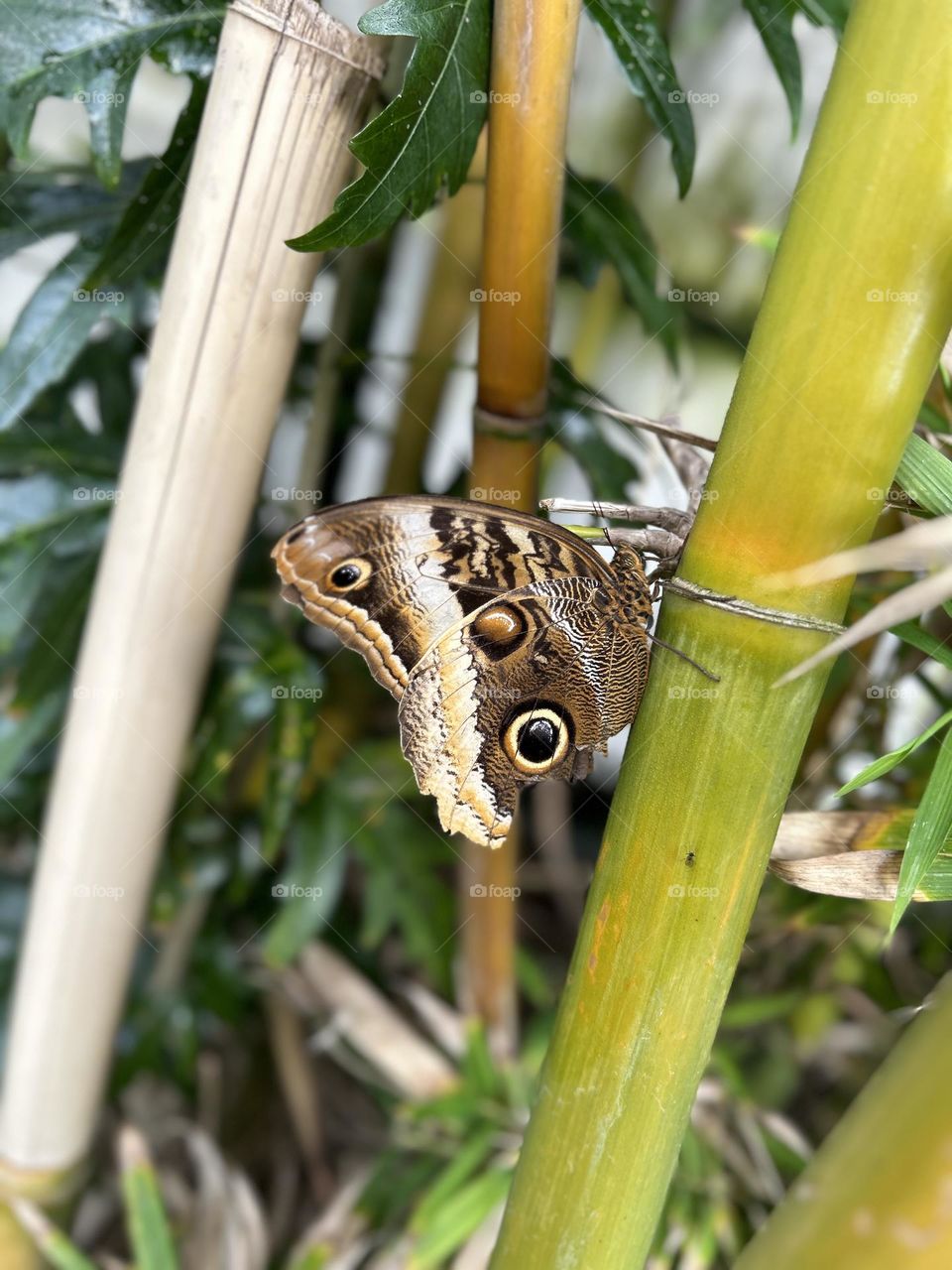 Beautiful resting butterfly on bamboo