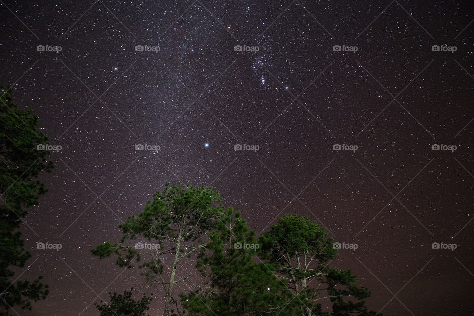 Milky Way over the tree