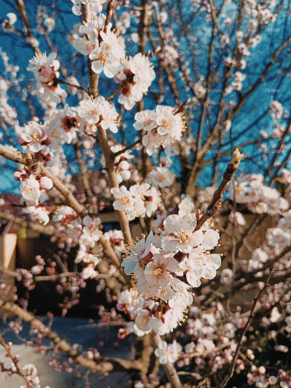 spring tree