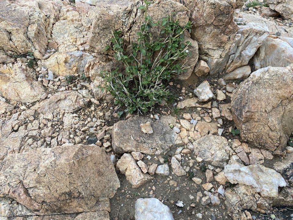 Amazing photo for desert 🌵