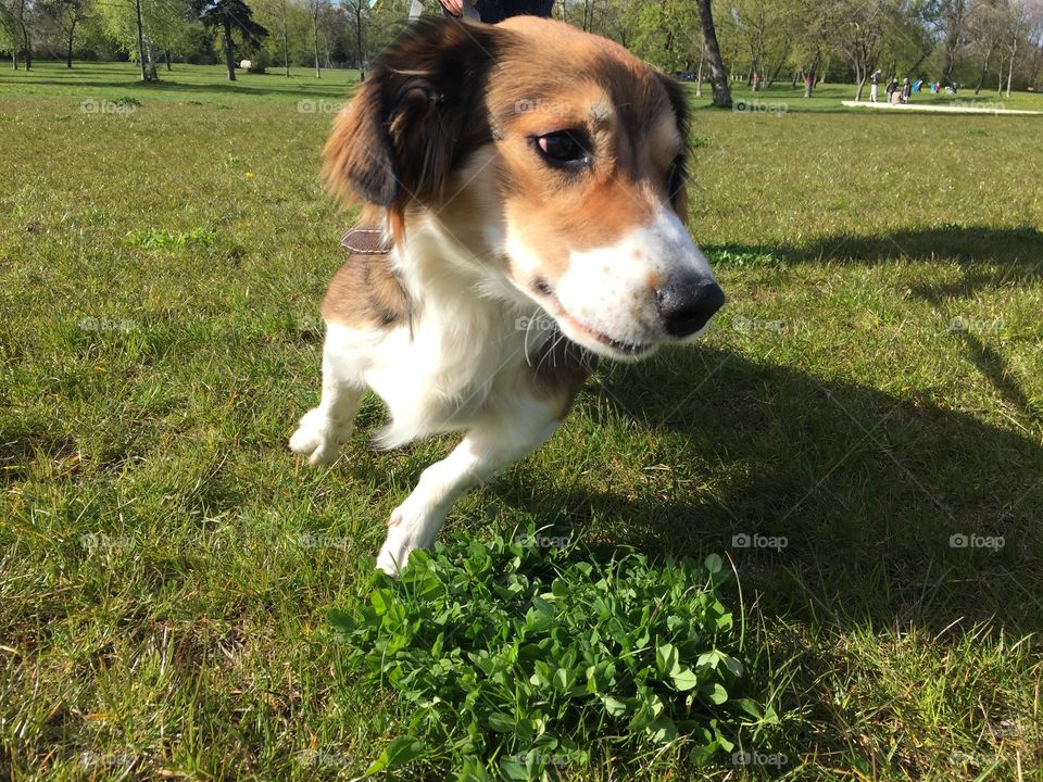 A cute long haired dog on a green field