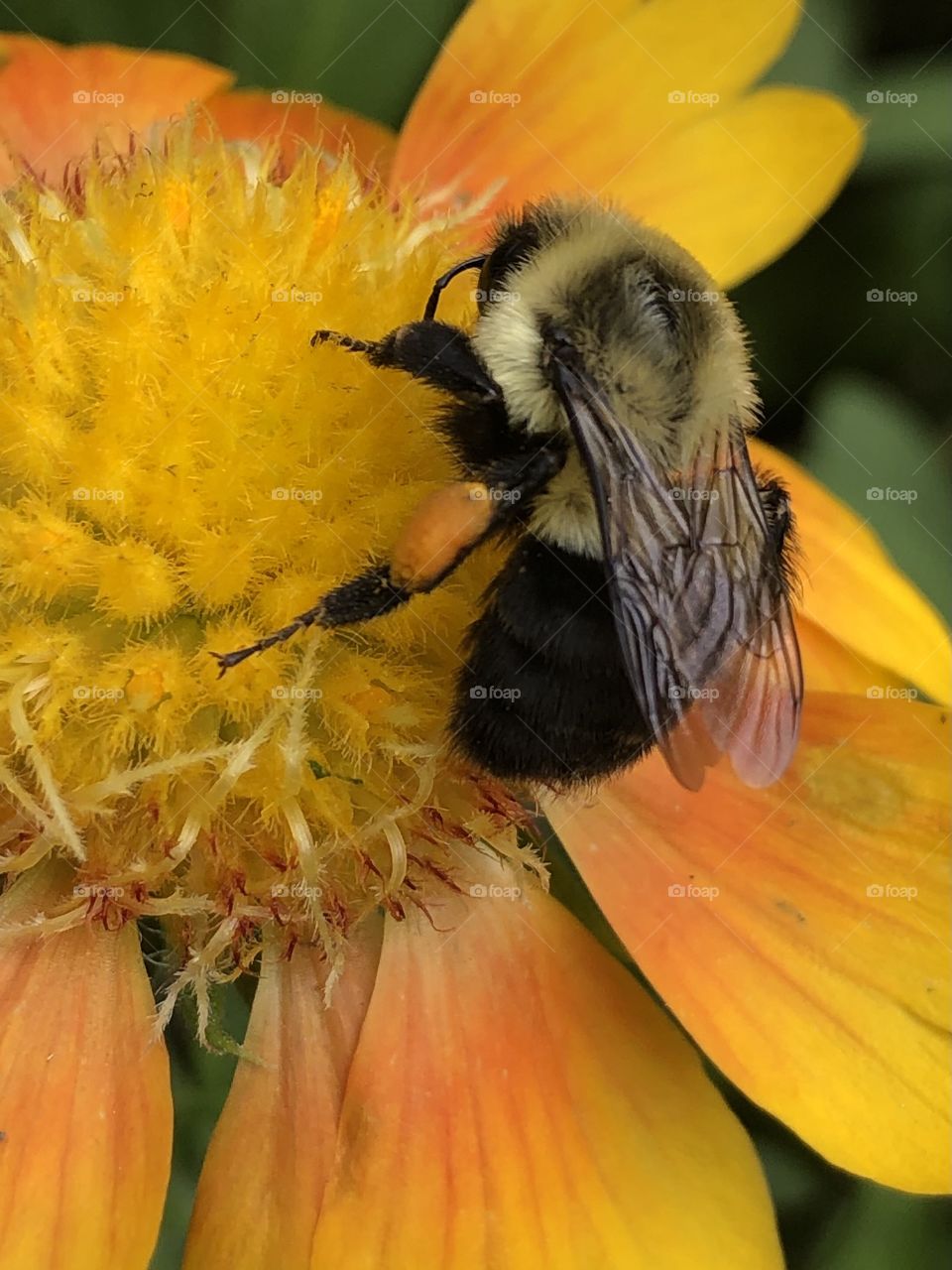 A. bee loaded up with pollen