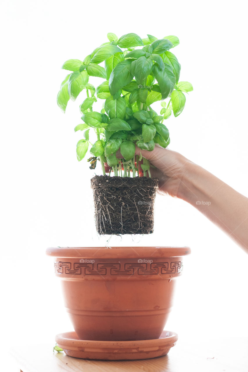 My favorite hobby is growing herbs for health. Basil