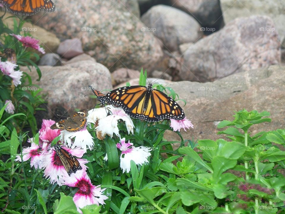 the butterflies