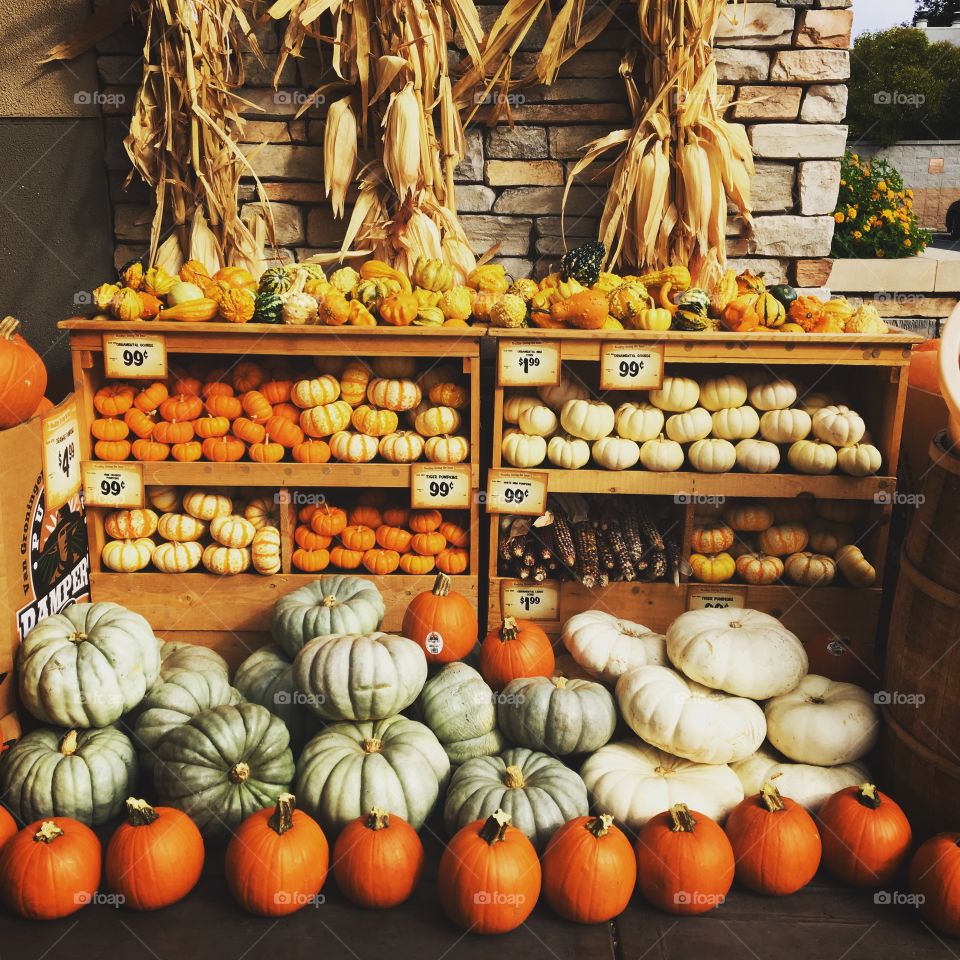 Pumpkins 