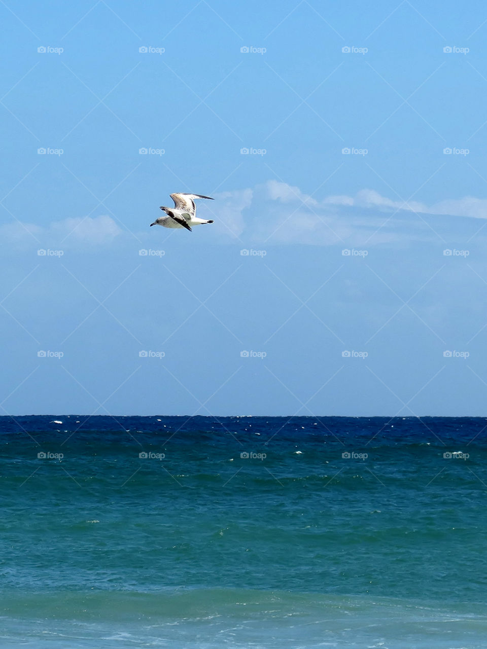 Freedom. Sea gull flying over ocean on beach