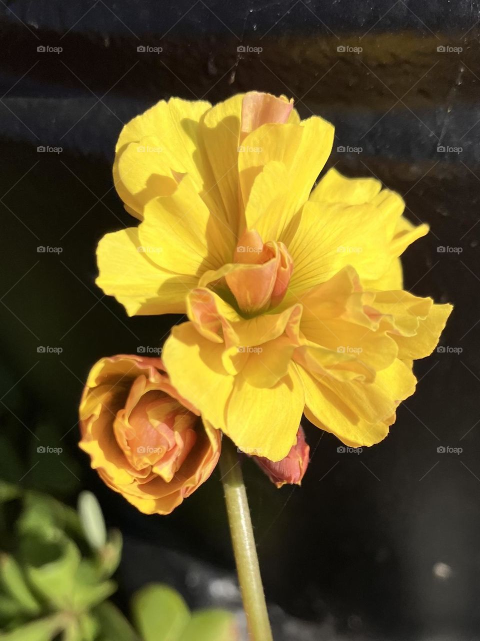 Sunny yellow flower