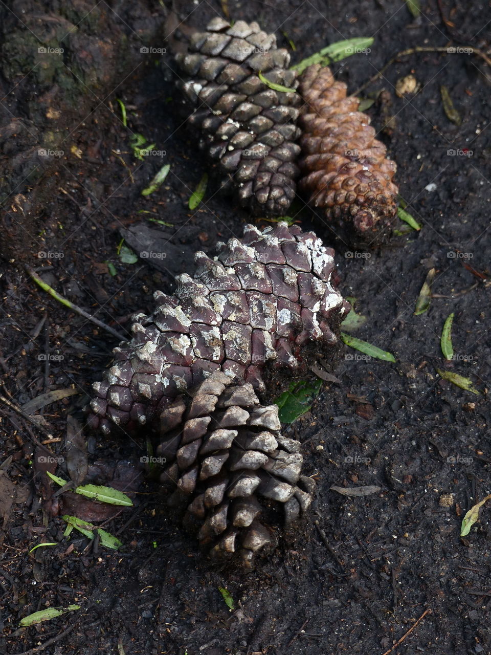 Close-up of pine cones