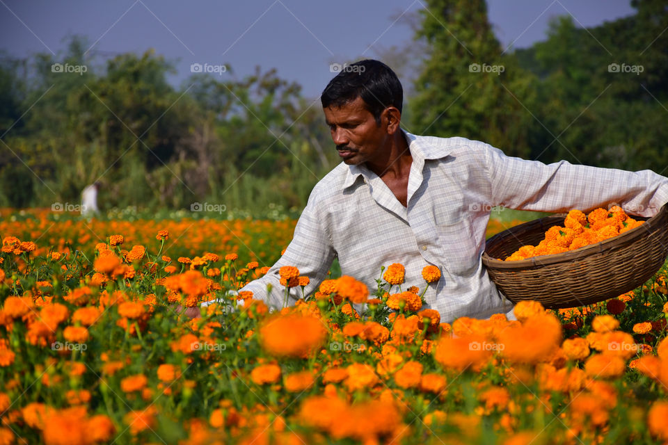 cultivation of flowers