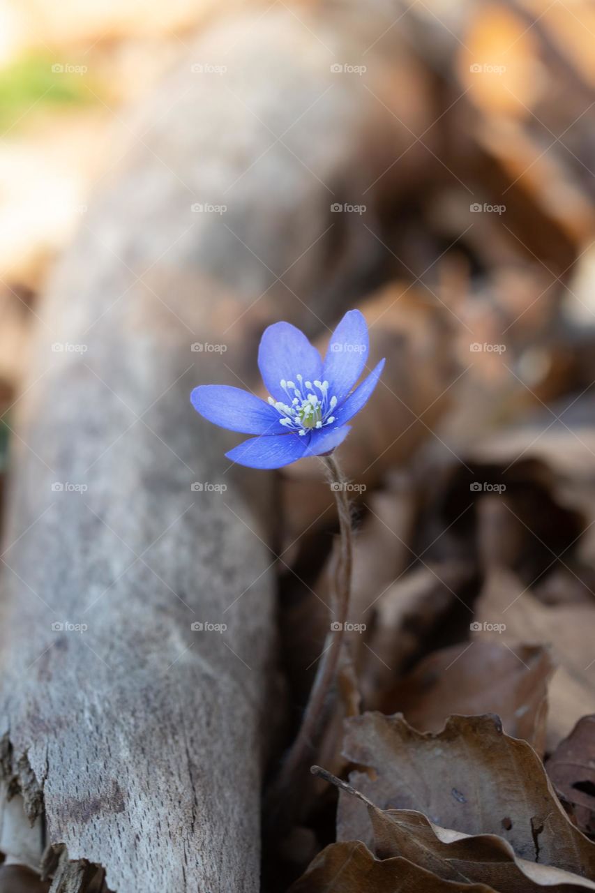 Closeup or macro of a small blue flower in spring 