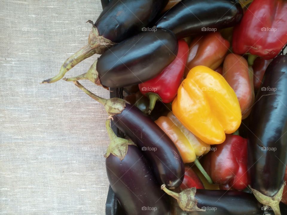 vegetables harvest