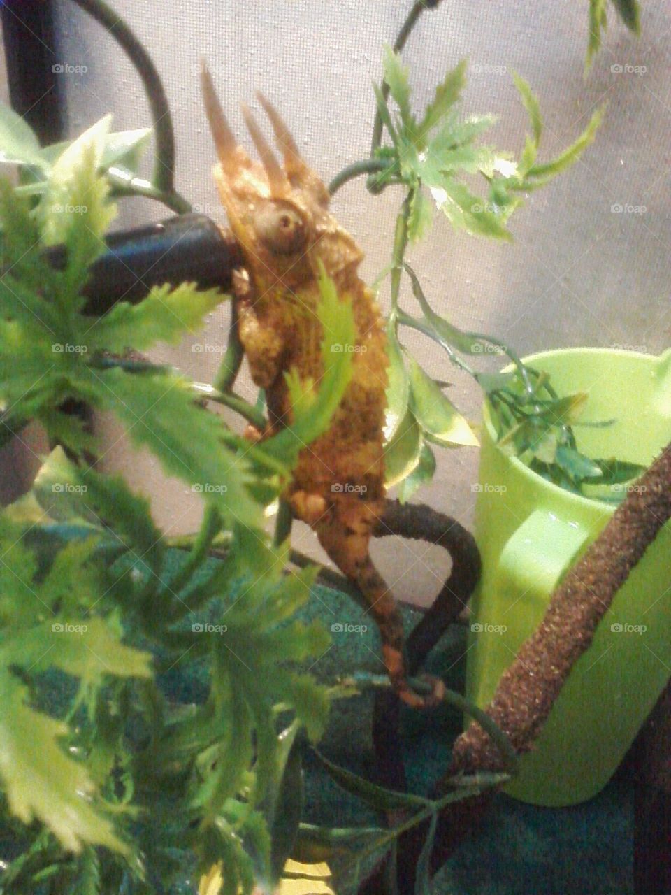 Drake, Jackson chameleon in his habitat, climbing
