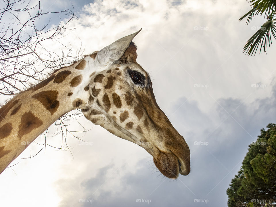 Closeup on giraffe head on Sky 