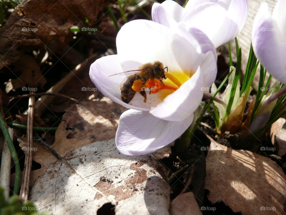 Bee full of pollen inside a flower