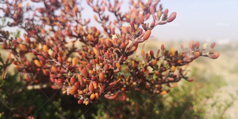 Flowers in wild