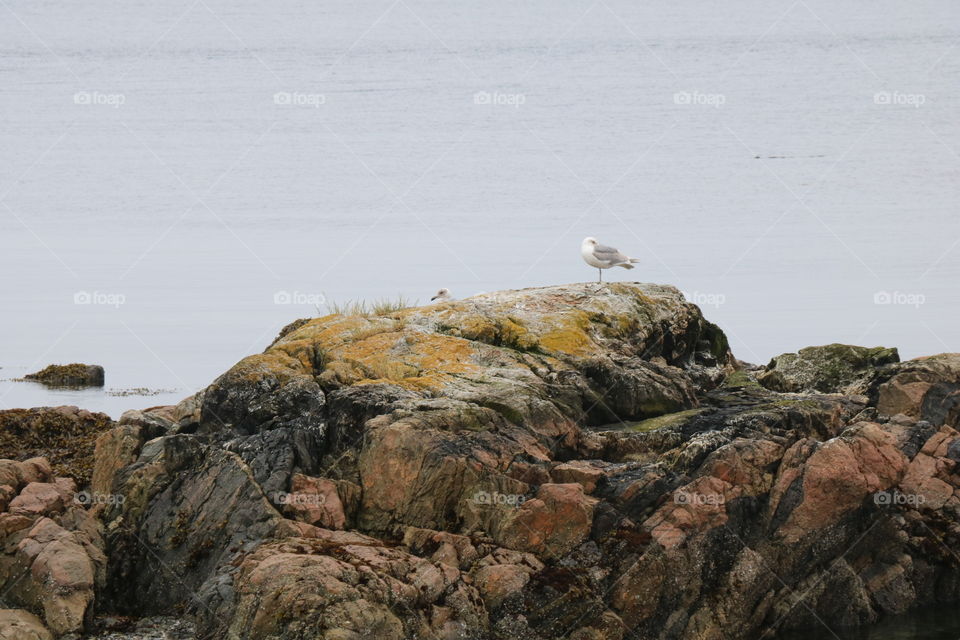 Seagull on rocks at sea