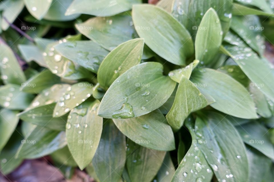 Leaves with raindrops in the garden.