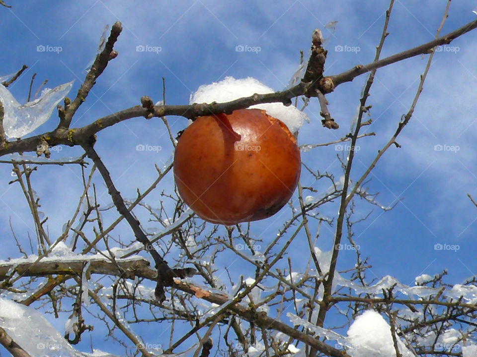 A frozen apple