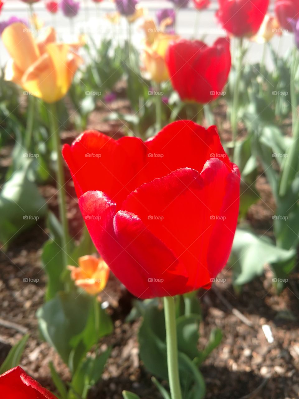 it's a lovely picture of a tulip