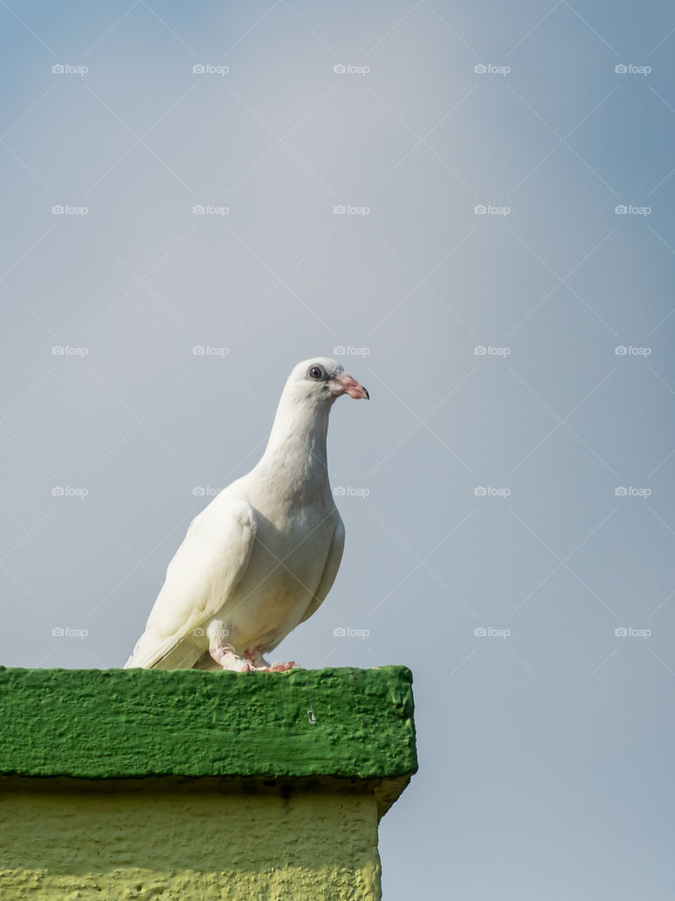 White Pigeon