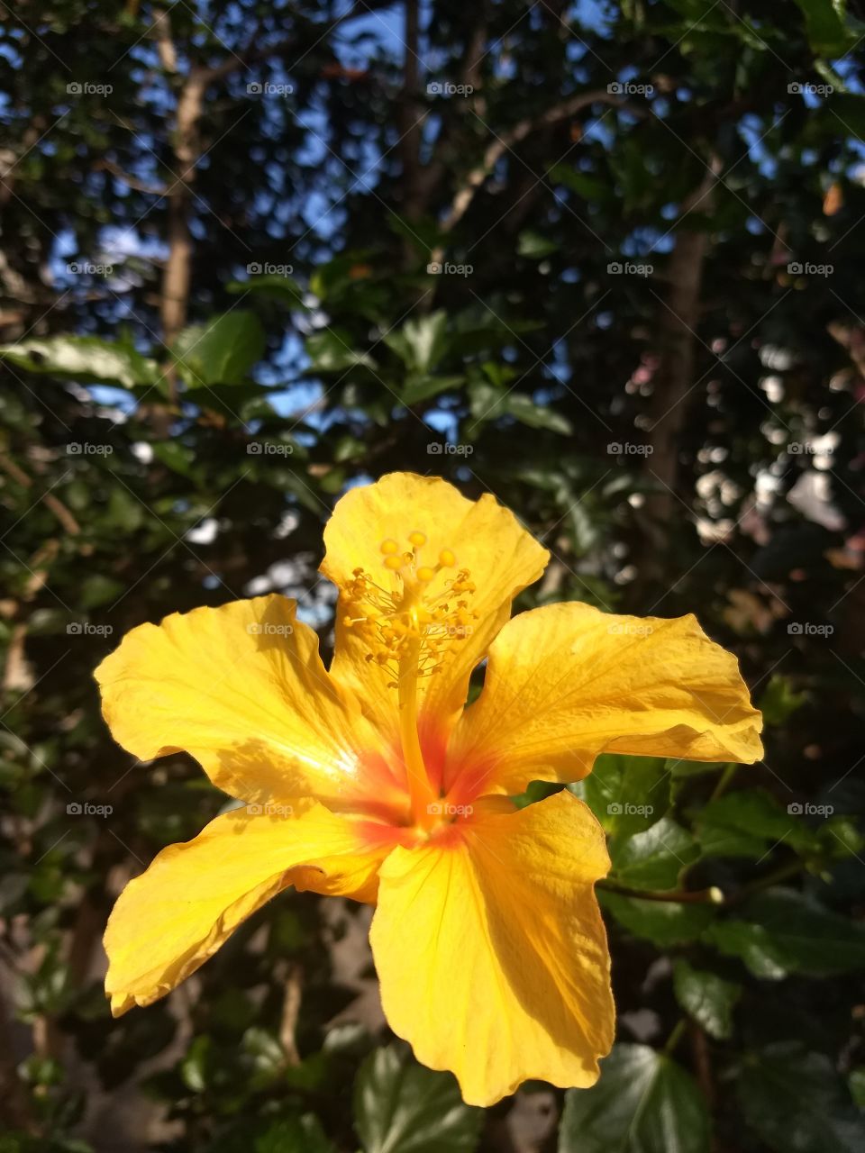Yellow Hibiscus