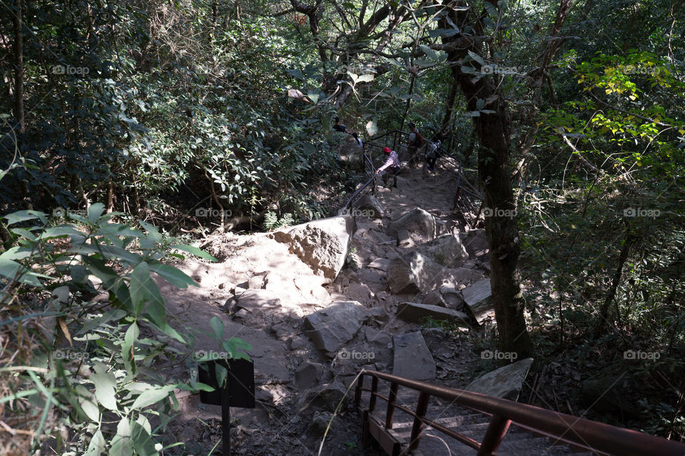 Path in the forest 