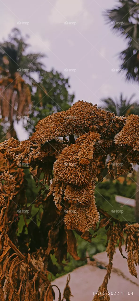 A dead flower