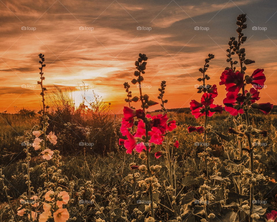 Wildflowers at sunset