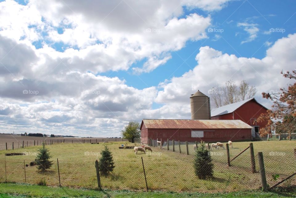 Sky over pastureland . Big blue sky with fluffy white clouds hangs above a red barn and quiet pasture where sheep graze