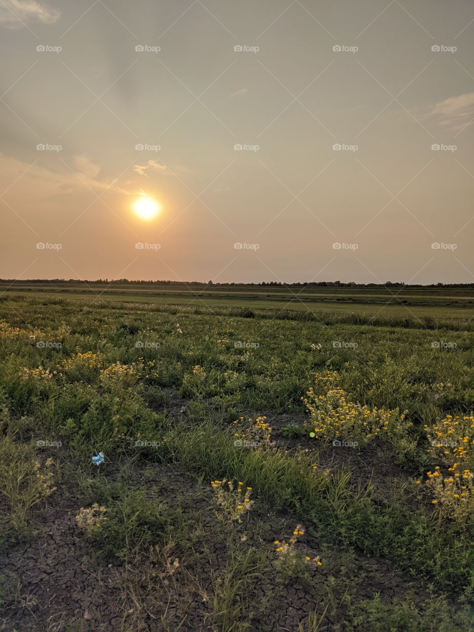 Sun over a field