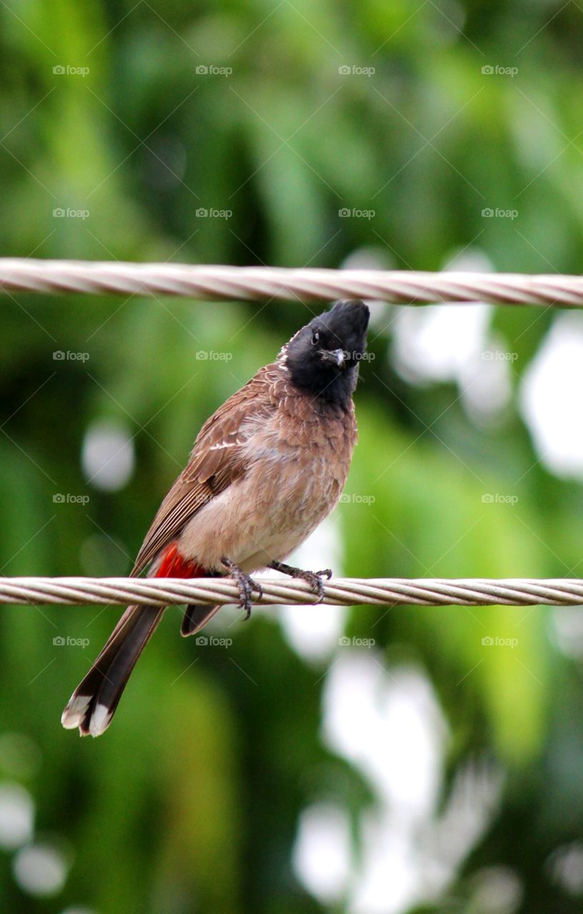 Bird sitting on electric wires