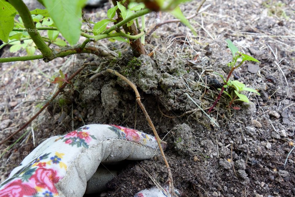 I love blueberries and I have finally planted three bushes in my garden.
I am looking forwards to the harvest😀

