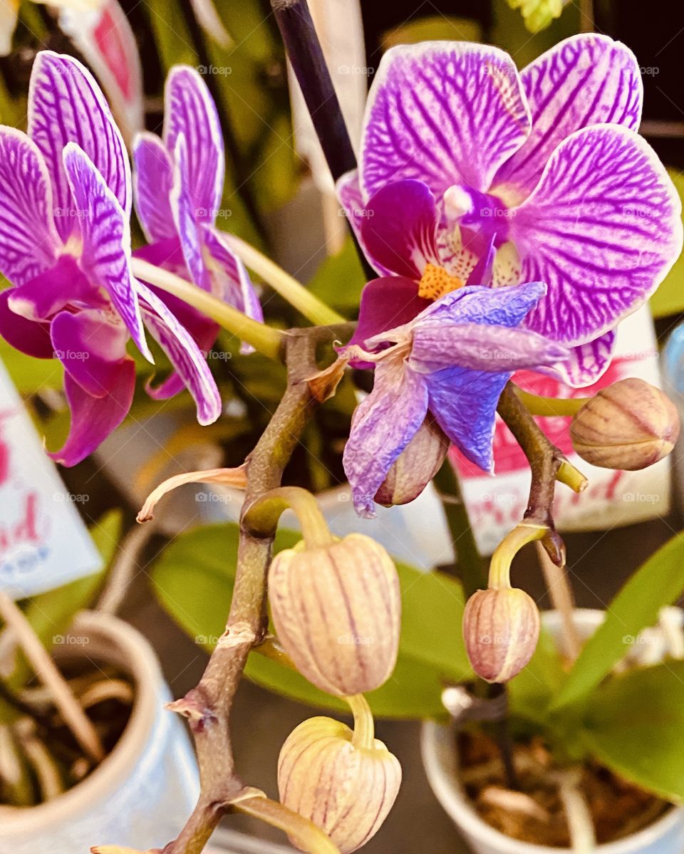 Orchids Glamorous perfect 