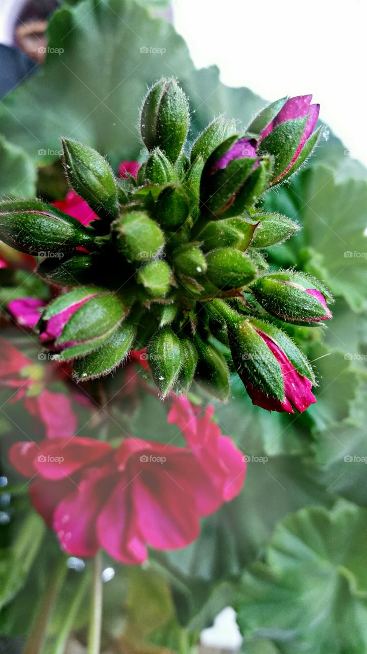 Geranium - Spring Flowers